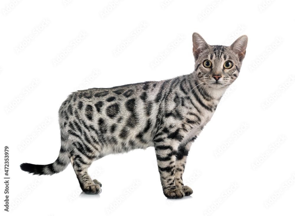 bengal cat in studio