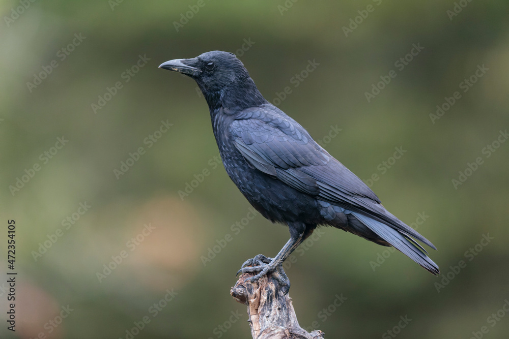 Corvus corone Carrion crow in close view Corvus corone Carrion crow in close view