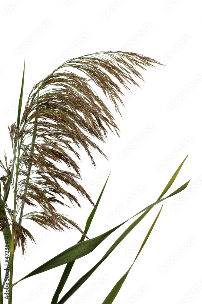 Beautiful reeds with lush green leaves and seed head on white background, closeup - obrazy, fototapety, plakaty 