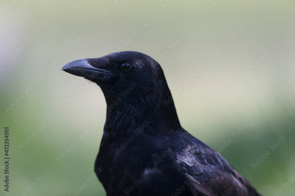 Fototapeta premium Corvus corone Carrion crow in close view