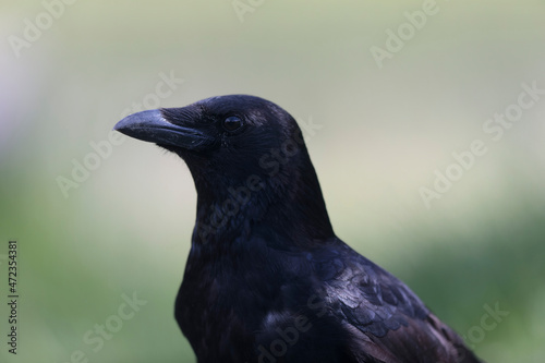 Corvus corone Carrion crow in close view © denis