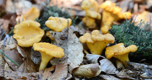 Chanterelles, Cantharellus cibarius, Mushrooms growing on a forest during autumn