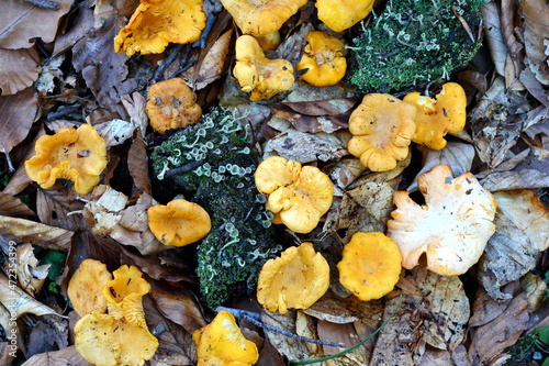 Chanterelles, Cantharellus cibarius, Mushrooms growing on a forest during autumn