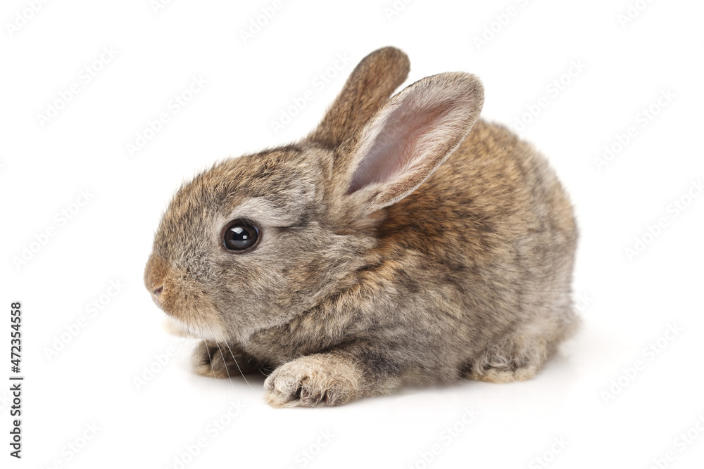 baby brown rabbit isolated on white background baby brown rabbit isolated on white background