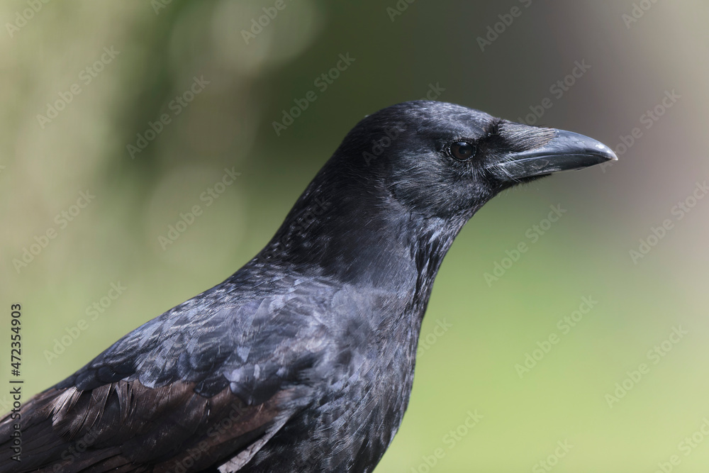 Corvus corone Carrion crow in close view Corvus corone Carrion crow in close view