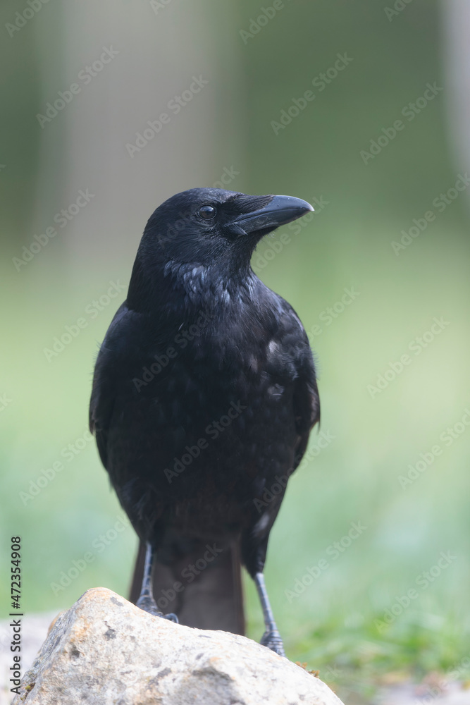 Fototapeta premium Corvus corone Carrion crow in close view