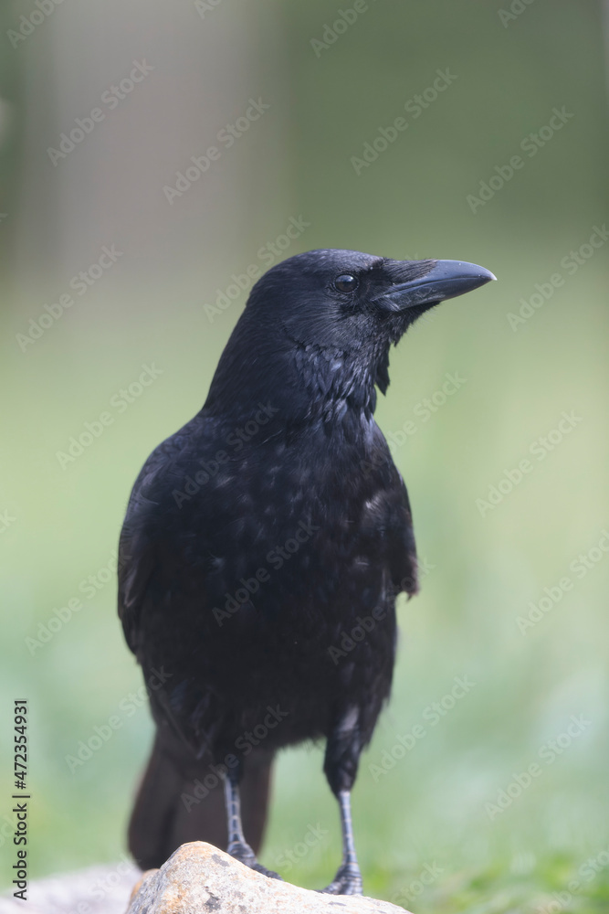 Fototapeta premium Corvus corone Carrion crow in close view