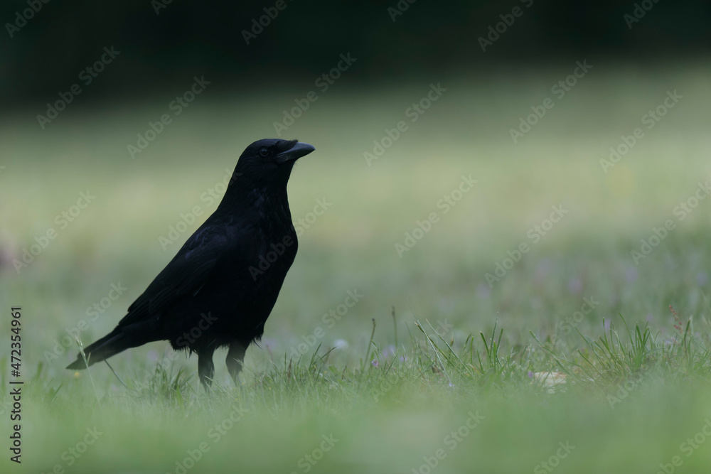 Corvus corone Carrion crow in close view Corvus corone Carrion crow in close view
