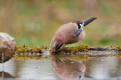 Eurasian jay ,,Garrulus glandarius,, in wild danubian forest, Slovakia, Europe