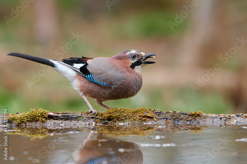 Eurasian jay ,,Garrulus glandarius,, in wild danubian forest, Slovakia, Europe