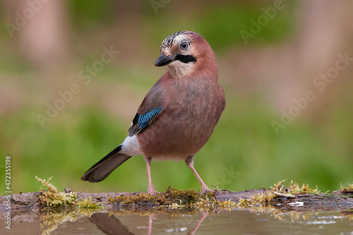 Eurasian jay ,,Garrulus glandarius,, in wild danubian forest, Slovakia, Europe