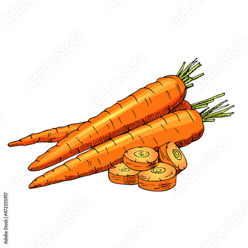 Vector hand drawn vegetable  Illustration. Detailed retro style hand-drawn sketch of some carrots. Vintage sketch element for labels, packaging and cards design.