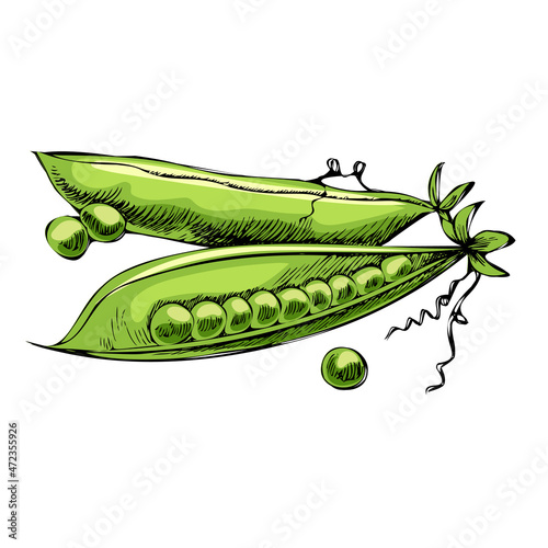 Vector hand-drawn vegetable Illustration. Detailed retro style green pea  sketch. Vintage sketch element for labels, packaging and cards design.