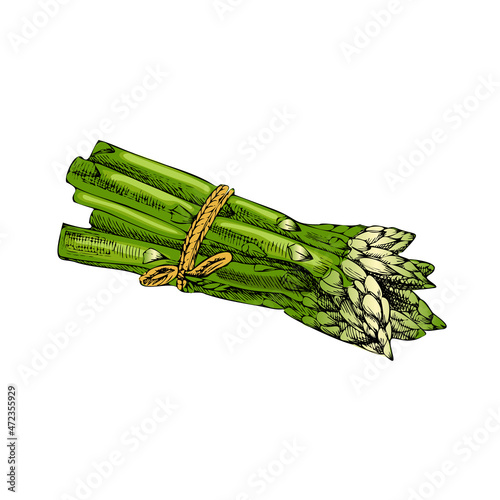 Vector hand-drawn vegetable Illustration. Detailed retro style  asparagus  sketch. Vintage sketch element for labels, packaging and cards design.