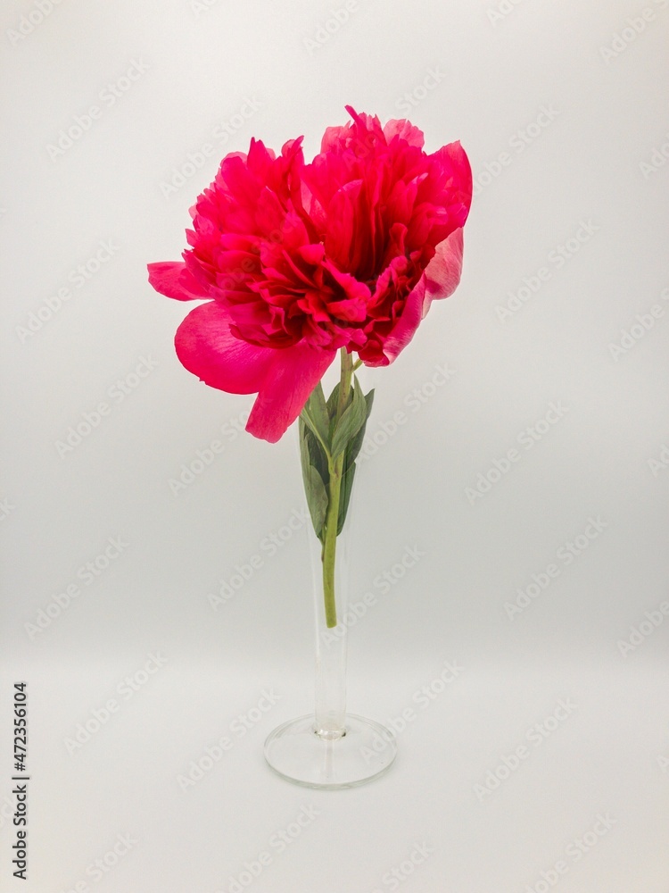 pink carnation flower in vase