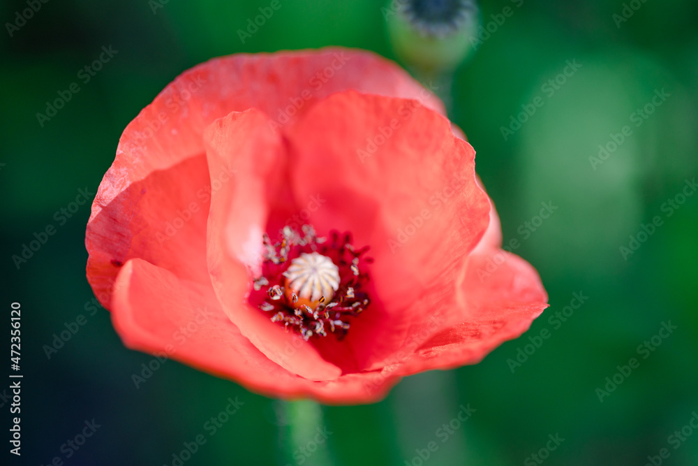 Fototapeta premium red poppy flower