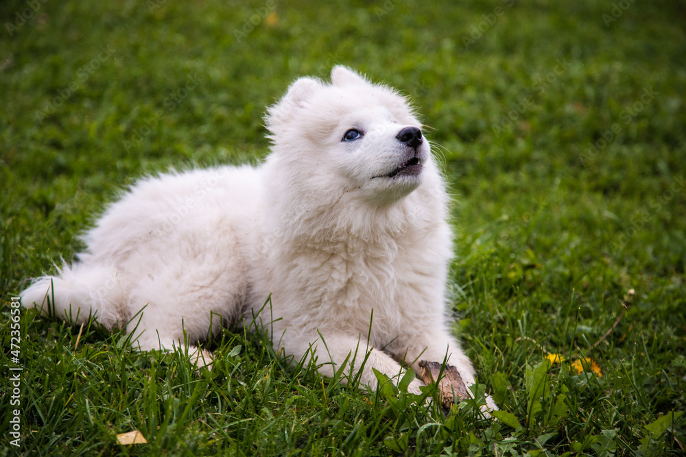 A fluffy white puppy of the Samoyed breed lies on the grass and looks up.