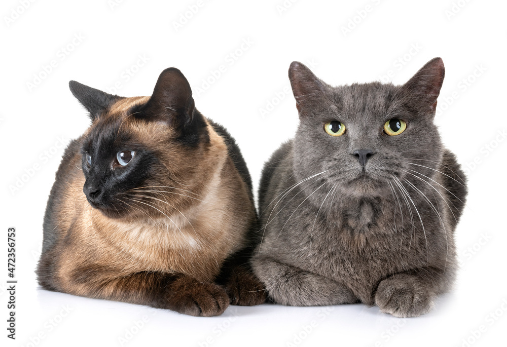 Chartreux cat and siamese cat