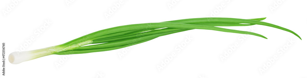Fresh green onion isolated on white background. Fresh green onion isolated on white background.