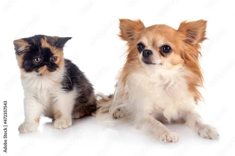 exotic shorthair and chihuahua