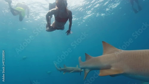 Group of friends swim with the Nurse sharks in the open ocean in Maldives photo