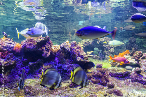 A beautiful view of the Genoa aquarium