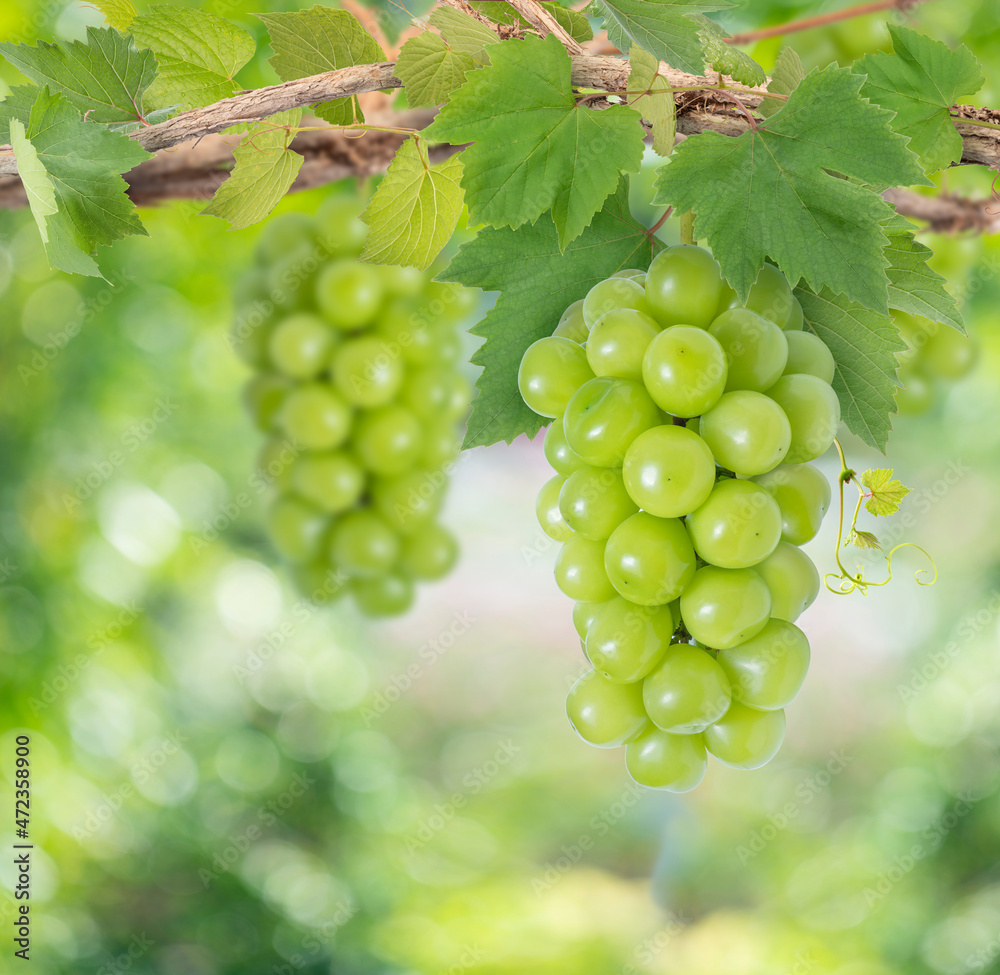 Bunch of Sweet grape on a branch over green natural garden Blur background, Shine Muscat Grape with leaves in blur background.