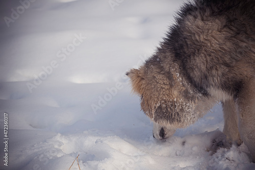 Hairy dog sniffing fresh snow. Young cute Alaskan Malamute closeup on a cold winter day in the outdoors. Selective focus on the pet, blurred background. © juste.dcv