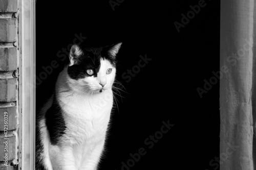 Cat on a window. Black and white.