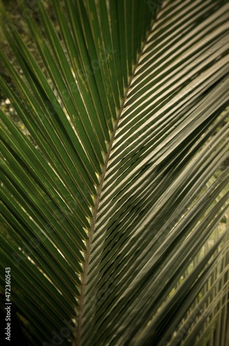 leaf texture