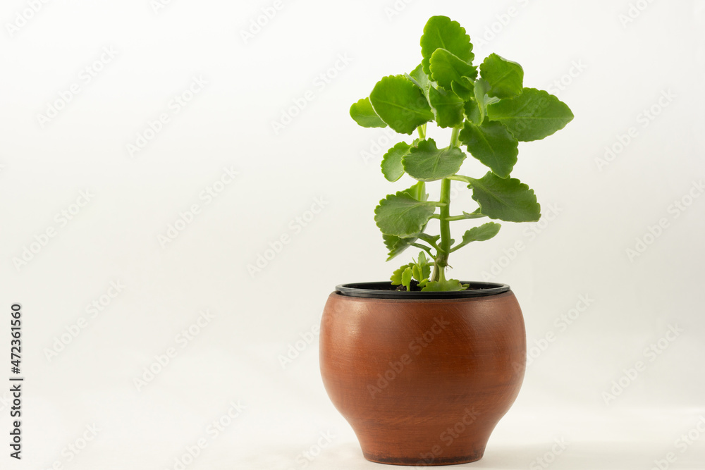 Kalanchoe plant in brown clay pot on the white background with copy space Kalanchoe plant in brown clay pot on the white background with copy space