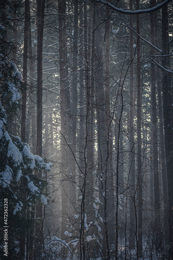 Naklejka premium Sunlight in a foggy forest, Neris Regional Park, Lithuania. Tall pine tree trunks illuminated by the sunrise. Selective focus on the texture, blurred background.