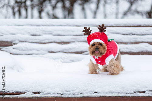 Yorkshire terrier dog in Santa costume on a snow-covered park bench
