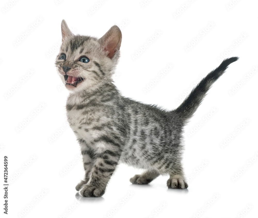 bengal kitten in studio bengal kitten in studio