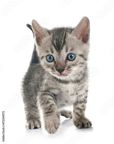 bengal kitten in studio