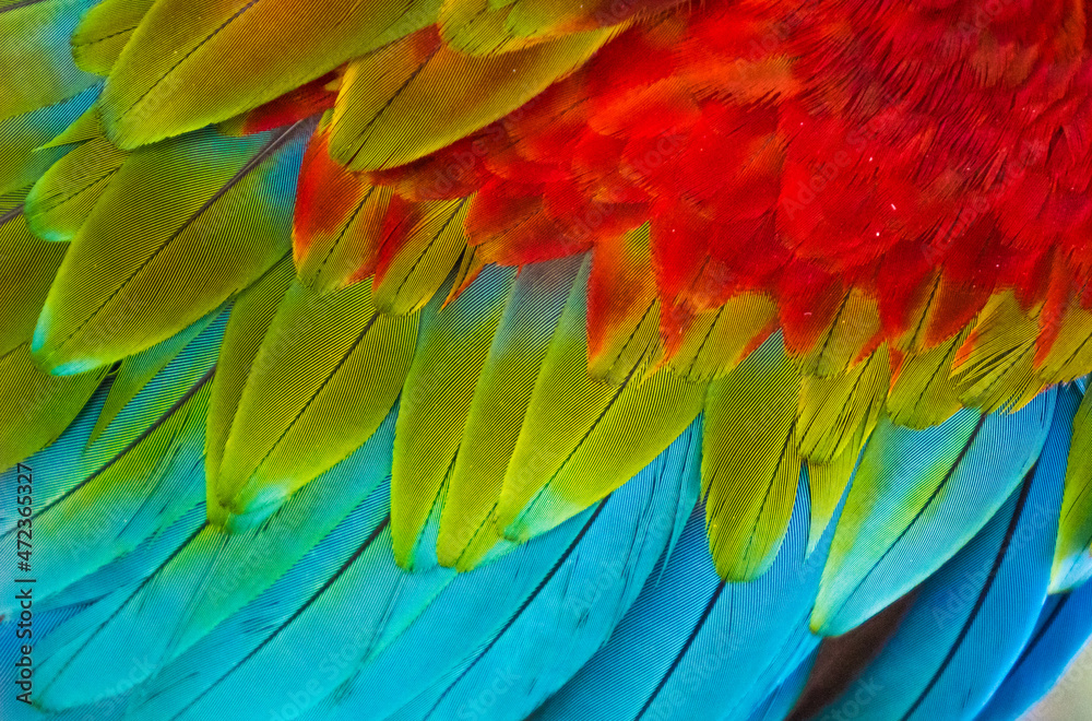Obraz premium feathers