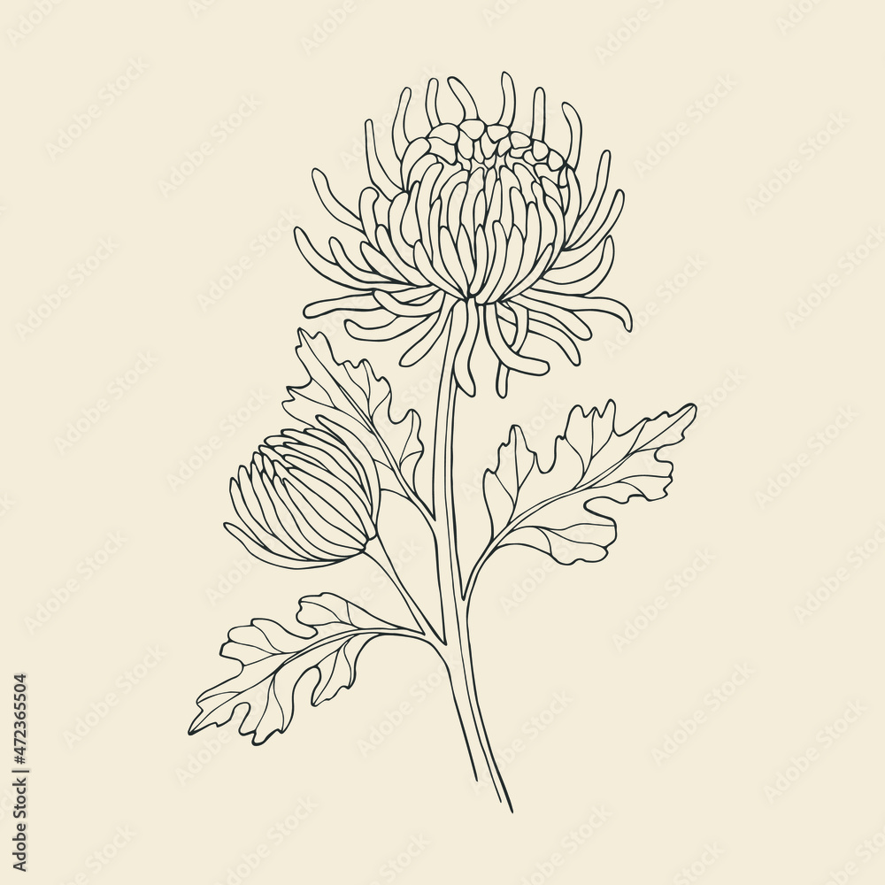 Hand drawn line art chrysanthemum illustration - obrazy, fototapety, plakaty 