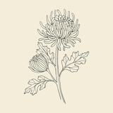 Hand drawn line art chrysanthemum illustration