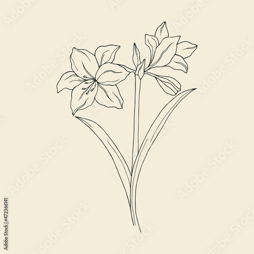 Hand drawn amaryllis flower illustration photo