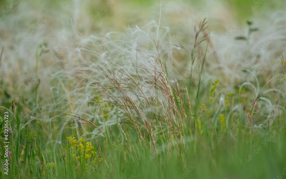 Feather grass develops in the wind