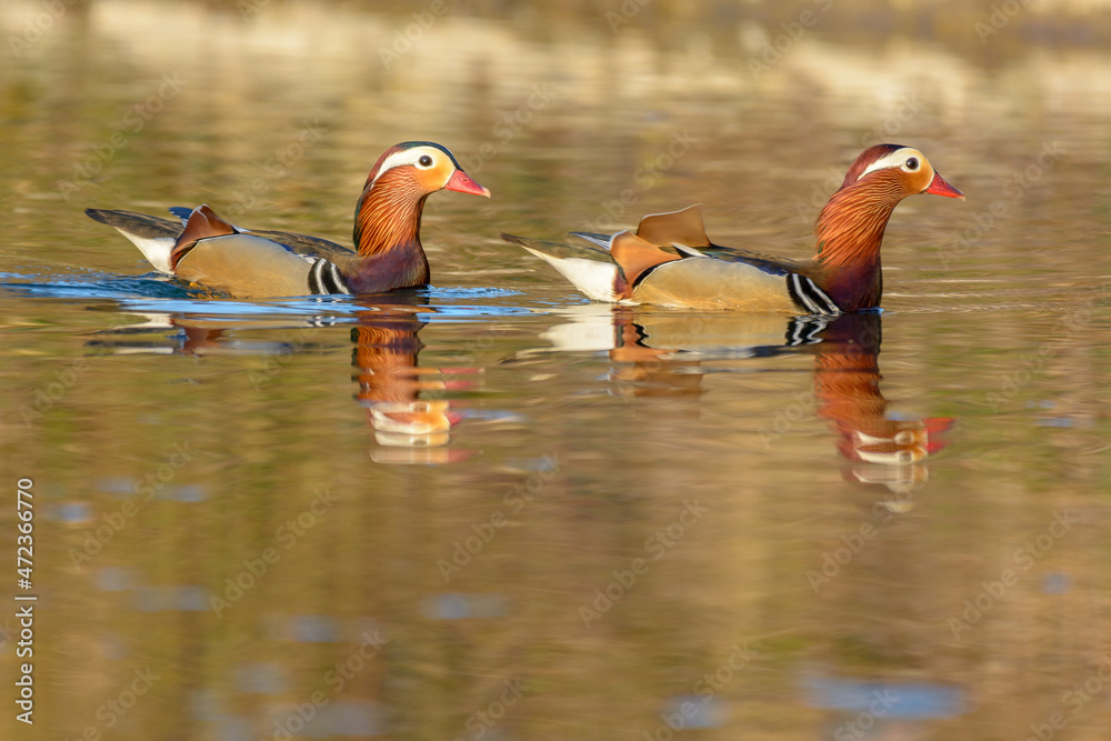 Beautiful Mandarin Duck swimming on the water.
