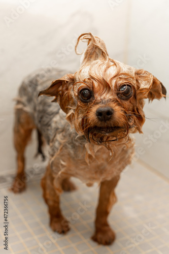 yorkshire terrier dogs wash in the shower, stand soaped with shampoo