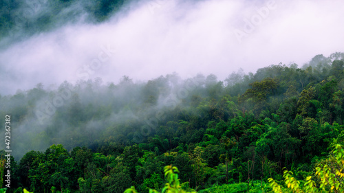 Natural blurred background of fog scattered among trees in the morning, with soft sunlight from the sun, seasonal beauty.