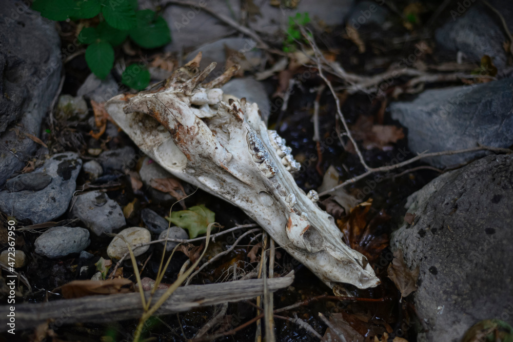 A scull of a dead animal on forest ground. dried animal scull on the grass. The skull in a dark autumn forest. Mystical nature. A scull of a dead animal on forest ground. dried animal scull on the grass. The skull in a dark autumn forest. Mystical nature.