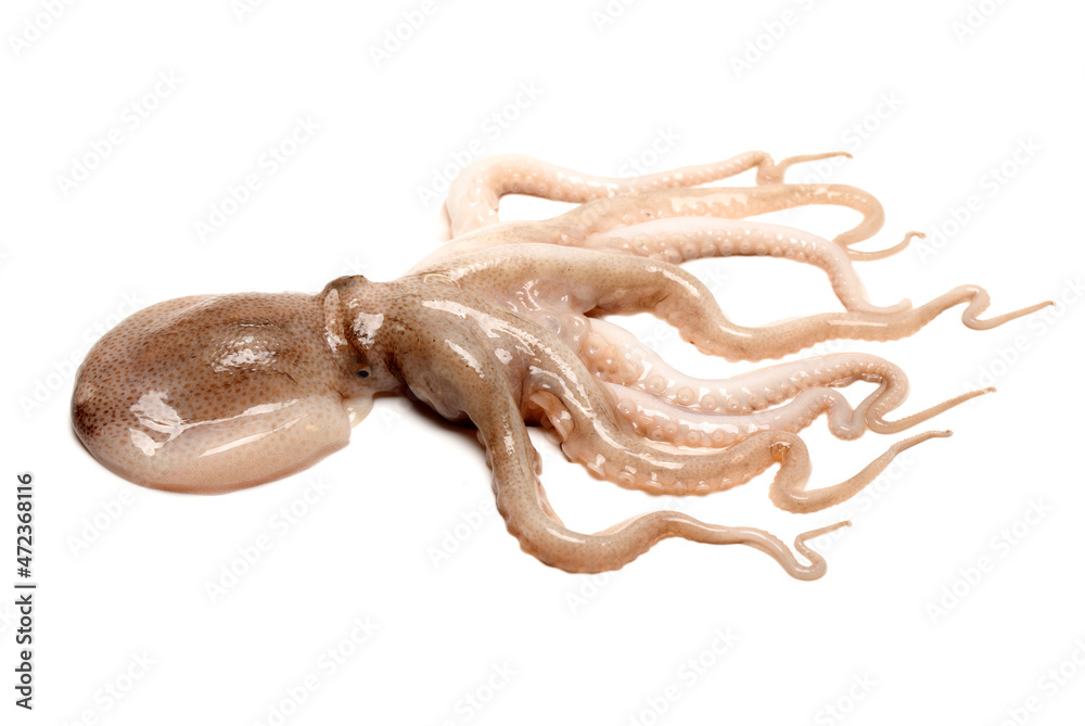 Obraz premium Octopus on white background