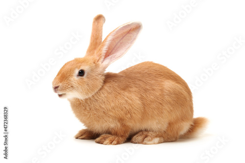 Baby of orange rabbit on white background 