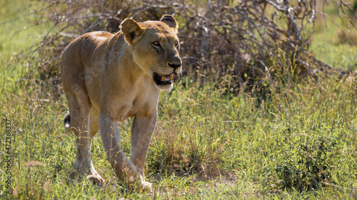 a big lioness on the move