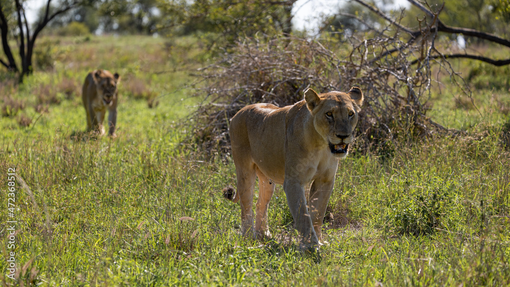 a couple of lionesses on the move a couple of lionesses on the move
