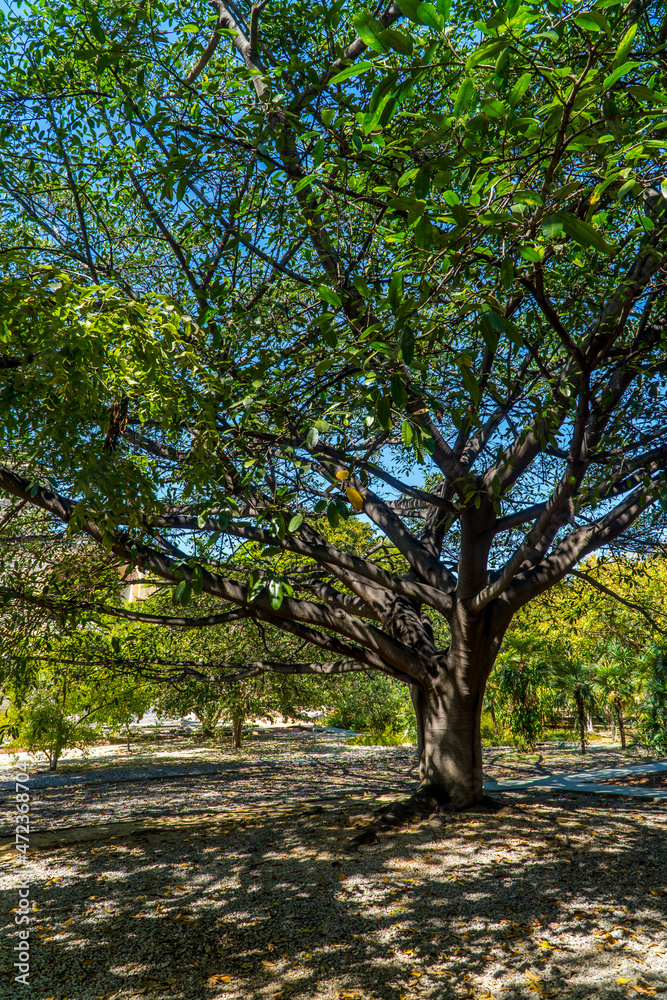 Vertical view of Oaxacan trees and vegetation inside the Botanical Garden in Oaxaca, Mexico