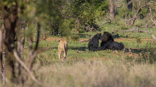 a couple of lionesses on the move